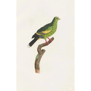 Coenraad Jacob Temminck - Les pigeons Pl11.webp