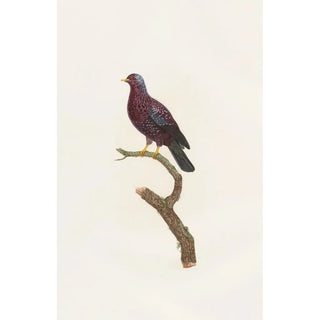 Coenraad Jacob Temminck - Les pigeons Pl16.webp