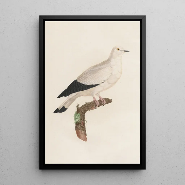 Reproduktion av målningen Les pigeons Pl18 - Coenraad Jacob Temminck