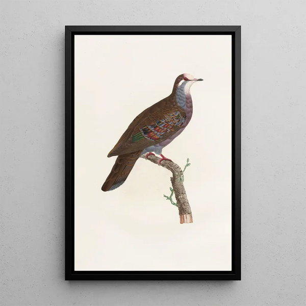 Reproduktion av målningen Les pigeons Pl19 - Coenraad Jacob Temminck