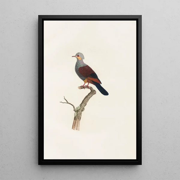 Reproduktion av målningen Les pigeons Pl20 - Coenraad Jacob Temminck