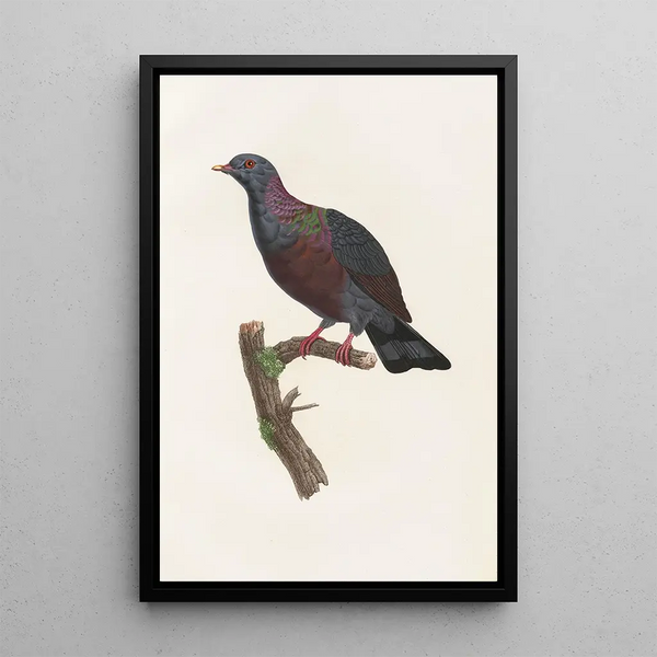 Reproduktion av målningen Les pigeons Pl21 - Coenraad Jacob Temminck