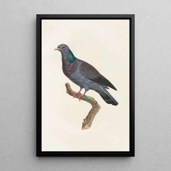 Reproduktion av målningen Les pigeons Pl22 - Coenraad Jacob Temminck
