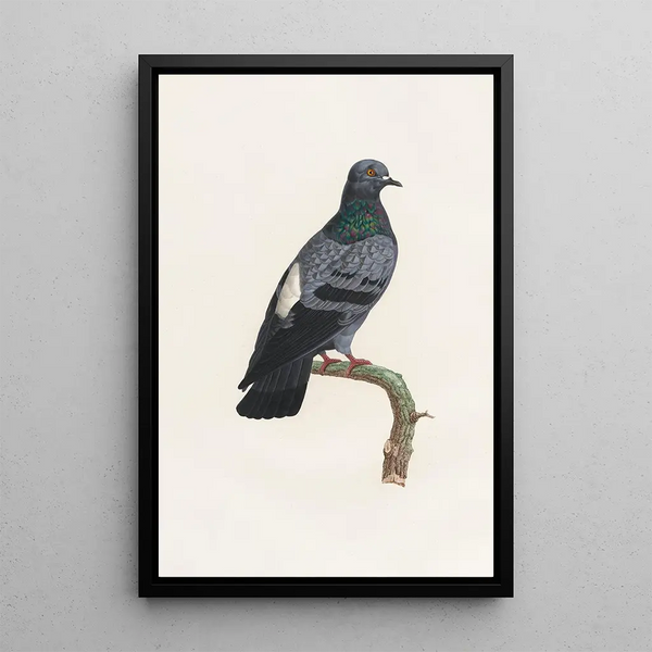 Reproduktion av målningen Les pigeons Pl23 - Coenraad Jacob Temminck