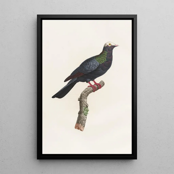Reproduktion av målningen Les pigeons Pl24 - Coenraad Jacob Temminck