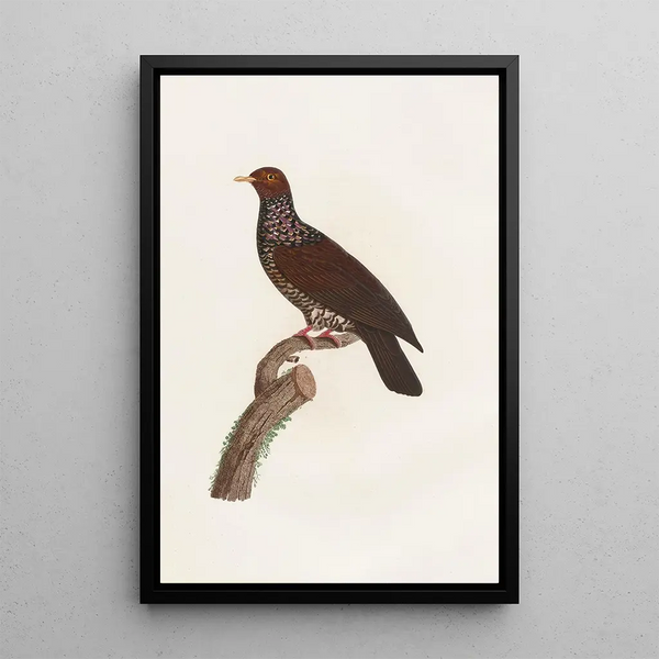 Reproduktion av målningen Les pigeons Pl25 - Coenraad Jacob Temminck