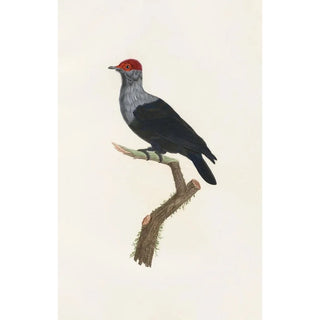 Coenraad Jacob Temminck - Les pigeons Pl31.webp