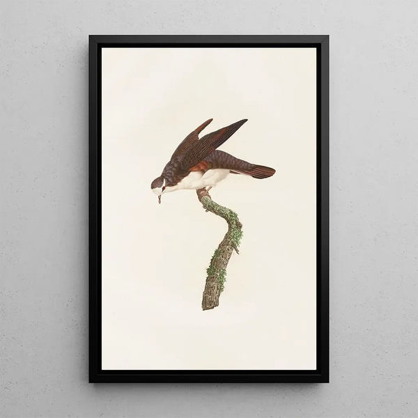 Reproduktion av målningen Les pigeons Pl48 - Coenraad Jacob Temminck