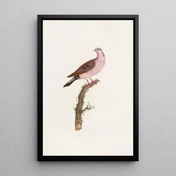 Reproduktion av målningen Les pigeons Pl50 - Coenraad Jacob Temminck