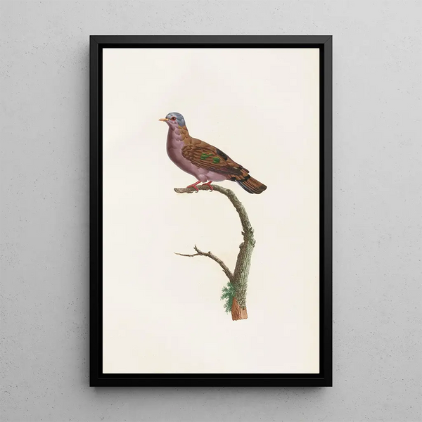 Reproduktion av målningen Les pigeons Pl51 - Coenraad Jacob Temminck