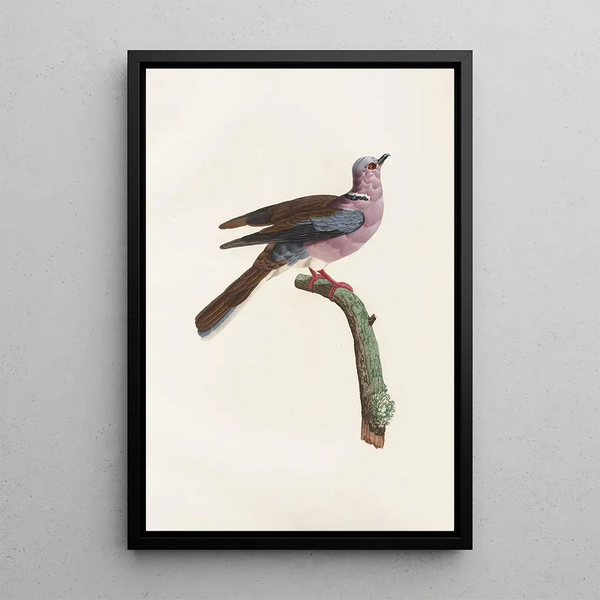 Reproduktion av målningen Les pigeons Pl52 - Coenraad Jacob Temminck