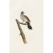 Les pigeons Pl64 - Coenraad Jacob Temminck — vy av konstverket