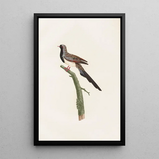 Coenraad Jacob Temminck - Les pigeons Pl66.webp