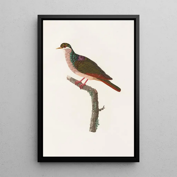 Reproduktion av målningen Les pigeons Pl68 - Coenraad Jacob Temminck