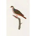 Reproduktion av målningen Les pigeons Pl68 - Coenraad Jacob Temminck
