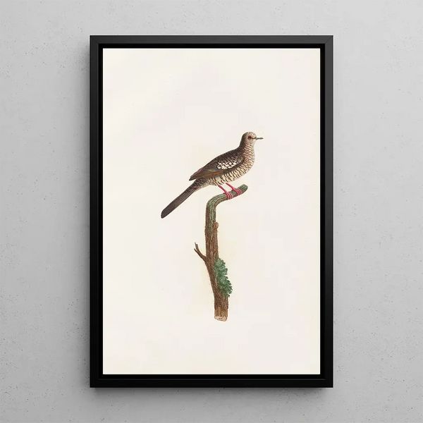 Reproduktion av målningen Les pigeons Pl71 - Coenraad Jacob Temminck