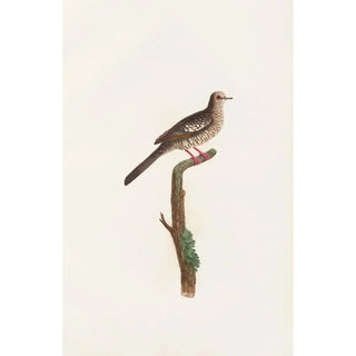 Coenraad Jacob Temminck - Les pigeons Pl71.webp