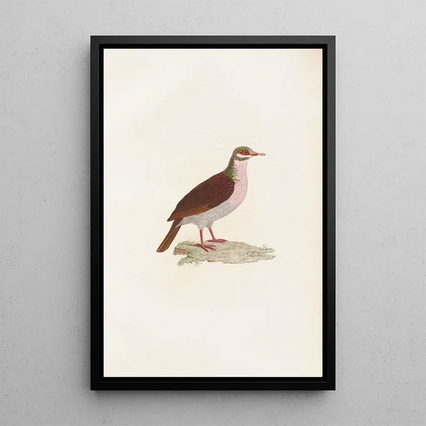 Reproduktion av målningen Les pigeons Pl75 - Coenraad Jacob Temminck