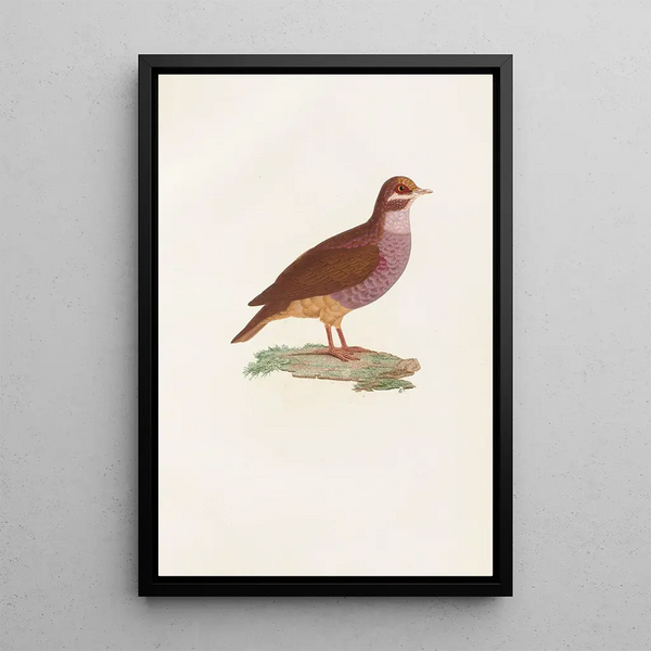 Reproduktion av målningen Les pigeons Pl76 - Coenraad Jacob Temminck