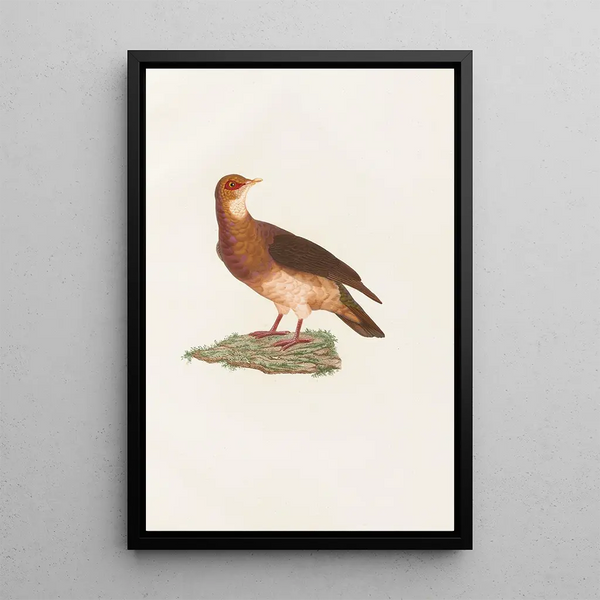 Reproduktion av målningen Les pigeons Pl77 - Coenraad Jacob Temminck