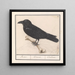 Corbeau Corvus corax - Anselmus Botius de Boodt — inramlat konstverk på väggen