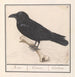 Corbeau Corvus corax - Anselmus Botius de Boodt — vy av konstverket