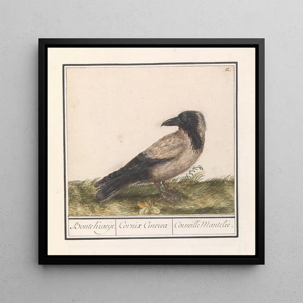 Corbeau coloré Corvus cornix - Anselmus Botius de Boodt
