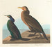 Cormoran grön violett - John James Audubon — vy av konstverket