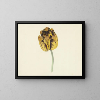 Cornelis van Noorde - Tulp genaamd Bizard Leodie.webp
