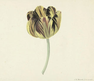 Cornelis van Noorde - Tulp genaamd Bizard Rosette.webp