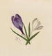 Crocus - Mary Vaux Walcott — vy av konstverket