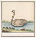 Cygne Cygnus - Anselmus Botius de Boodt — vy av konstverket