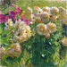 Dahlias - Carl Moll — vy av konstverket