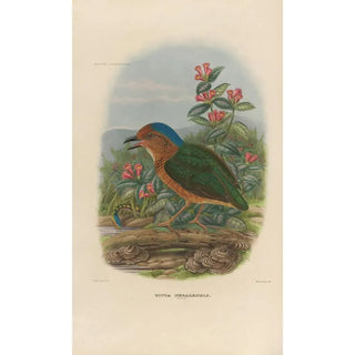 Daniel Giraud Elliot - A monograph of the Pittid or family of antthrushes Pl08.webp