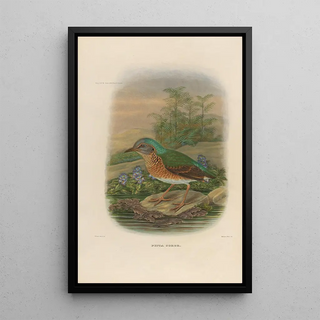 Daniel Giraud Elliot - A monograph of the Pittid or family of antthrushes Pl09.webp