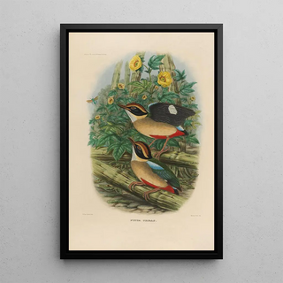 Daniel Giraud Elliot - A monograph of the Pittid or family of antthrushes Pl18.webp