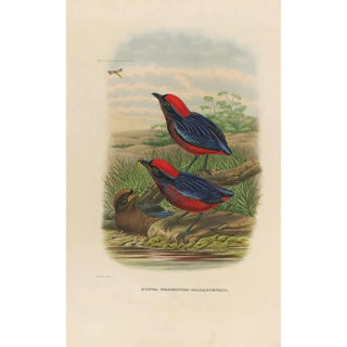 Daniel Giraud Elliot - A monograph of the Pittid or family of antthrushes Pl23.webp