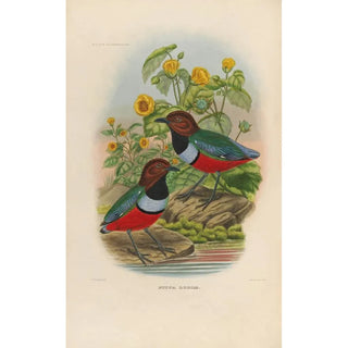 Daniel Giraud Elliot - A monograph of the Pittid or family of antthrushes Pl35.webp
