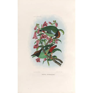Daniel Giraud Elliot - A monograph of the Pittid or family of antthrushes Pl39.webp