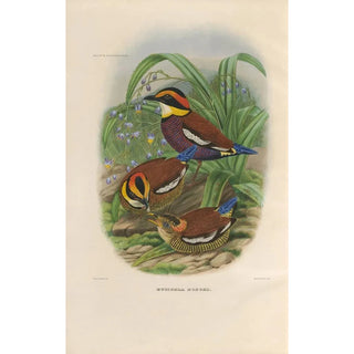 Daniel Giraud Elliot - A monograph of the Pittid or family of antthrushes Pl48.webp