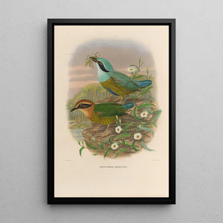 Daniel Giraud Elliot - A monograph of the Pittid or family of antthrushes Pl50.webp