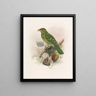 Daniel Giraud Elliot - Ailuraedus crassirostris.webp