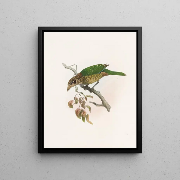 Daniel Giraud Elliot - Ailuraedus melanotus.webp