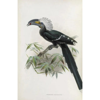 Daniel Giraud Elliot - Anorrhinus albocristatus.webp