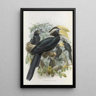 Daniel Giraud Elliot - Anthracoceros malayanus.webp