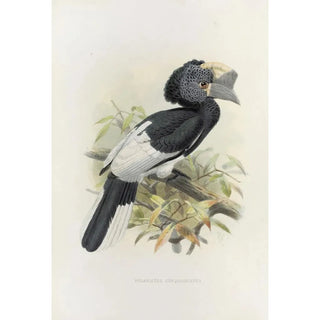 Daniel Giraud Elliot - Bycanistes subquadratus.webp