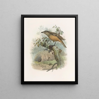 Daniel Giraud Elliot - Chlamydodera cervineiventris.webp