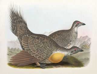 Daniel Giraud Elliot - Cock of the plains.webp