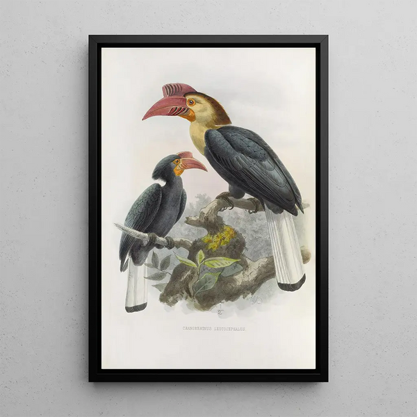 Cranorrhinus leucocephalus - Daniel Giraud Elliot — inramlat konstverk på väggen