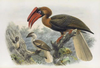 Daniel Giraud Elliot - Hydrocorax planicornis.webp